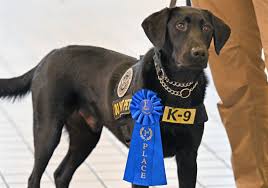 cutest' TSA dog ...